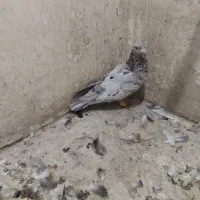 کفتر رنگه