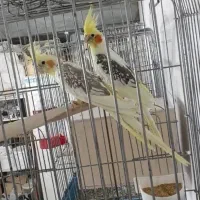 عروس هلندی دوکت آلبینو