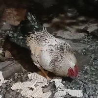 خروس بالغ|حیوانات مزرعه|رشت, سیا اسطلخ|دیوار