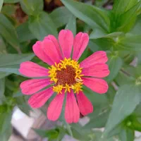 باغبان با تجربه