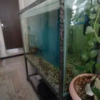 اکواریوم چوبی وپایه فلزی|لوازم جانبی حیوانات|محمدشهر, ولدآباد|دیوار