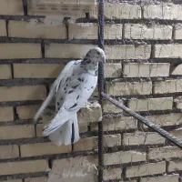 پرنده|پرنده|شوشتر, |دیوار