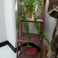 قاشقی و بنفشه و کراسولا