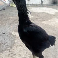 مرغ لاری|حیوانات مزرعه|مشهد, کلاته برفی|دیوار