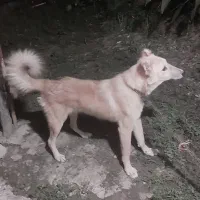 سگ نگهبان وشکار