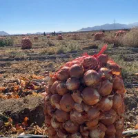 پیاز زرد درجه یک فروش عمده|خوردنی و آشامیدنی|بسطام, |دیوار