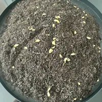 چای هل