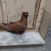 سرخ کالکی نر