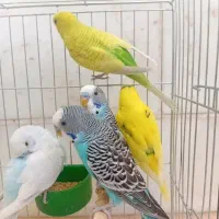 فروش ویژه مرغ عشق