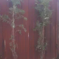 سرو طبری ۲ متری