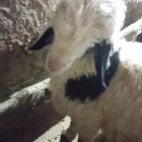 فروش فوری بره قوچی بختیاری به شرط