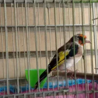 سهره بروجرد