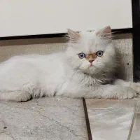 پرشین ماده ردپوینت