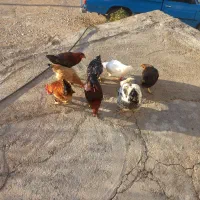 مرغ وخروس|حیوانات مزرعه|چگنی, |دیوار