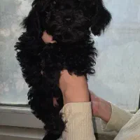 توی پودل|سگ|کرج, فاز ۳ مهرشهر|دیوار