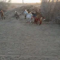 ده‌تا‌کهر‌...۱۷‌بز‌ابسن۲۰‌روزه‌تا‌زایمان|حیوانات مزرعه|جیرفت, |دیوار