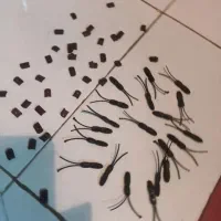 مگنت آهنربا و کرم پروانه مخصوص ساخت هرچیزی|صنایع دستی و سایر لوازم تزئینی|مشهد, هفده شهریور|دیوار