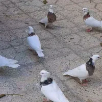 طوقی نسل قدیم تویسرکان|پرنده|فردیس, شهرک وحدت|دیوار