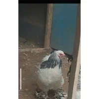 مرغ برهما غول