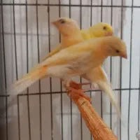 ۱۰ عدد جوجه قناری