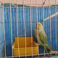 فروش یک عددطوطی ملنگونر