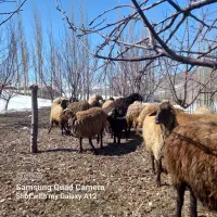 بره نر و ماده