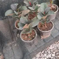 (فقط ۳۰۰) در گلسرای روژان