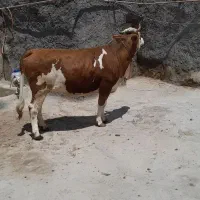 سیمنتال قرمز