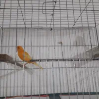 قناری نر بخون بسیار زیبا