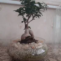 گل بنسای|گل و گیاه طبیعی|تبریز, |دیوار