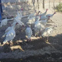 بوقلمون نر درجه ۱|حیوانات مزرعه|کرمانشاه, |دیوار