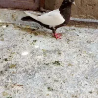 نر و ماده سینه ای