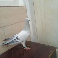 کبوتر شامی و کشکلک