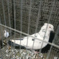 کبوتر پرشی و دم چتری و یال مشکی