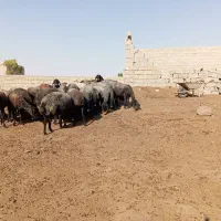 ۳۴راس میش بره دار سیاه سام