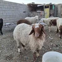 ۲۸۵،000،000 جفت|حیوانات مزرعه|اهواز, الهائی|دیوار