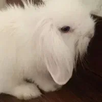 خرگوش لوپ 3 ماهه