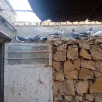 کبوتر خونگی