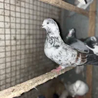 کبوتر