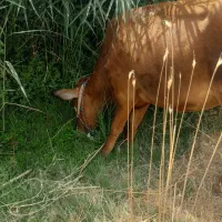 گاو وگوساله|حیوانات مزرعه|هرسین, |دیوار