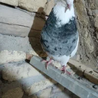 پنج تاطوقی نر