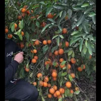 باغچه ۱۰۰۰متری با اب تسویه و برق|فروش زمین و ملک کلنگی|دزفول, |دیوار