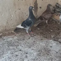 جوجه پلاکی کبوتر