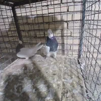 ۶ عدد کبوتر طوقی سرحال|پرنده|لردگان, |دیوار