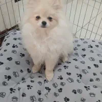 سگ پامرانین|سگ|پردیس, فاز ۱۱|دیوار