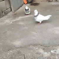 پرنده|پرنده|کلاله, |دیوار