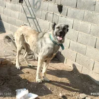 ماده سرابی با اصالت