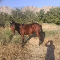 اسب دره شور|اسب و تجهیزات اسب‌سواری|کازرون, |دیوار