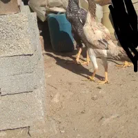 تخم مرغ اوشامو دنگ بالا