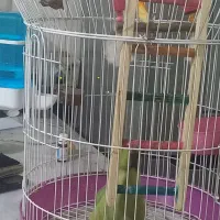 طوطی ملنگونر|پرنده|بم, |دیوار